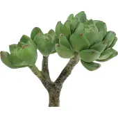 Viana Succulent Echeveria kunstgroen H15cm