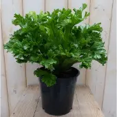 Warentuin Collection Varen Groene Krisby nestvaren Asplenium