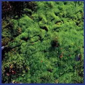 Konkurrent Matthias Puech - Mt. Hadamard National Park (LP) (Coloured Vinyl)
