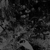 Import Primitive Man Unearthly Trance