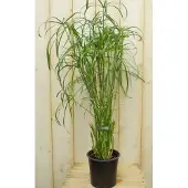 Warentuin Collection Parapluplant Papyrus Cyperus Alternifolius Kamerplant Moerasplant