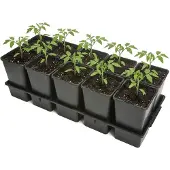 Garronda Kweektray met 10 x 1,7 L potten GD-KW-T