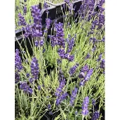 Brandless 6x Lavandel - Lavandula angustifolia 'Hidcote' | 9x9 cm pot