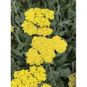 Brandless 6x Duizendblad - Achillea ‘Moonshine’ | 9x9 cm pot