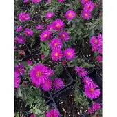 Brandless 6x Aster - Aster dumosus 'Starlight' | 9x9 cm pot