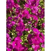 Brandless 6x Randjesbloem - Aubrieta 'Bressingham Red' | 9x9 cm pot