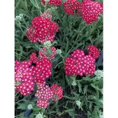 Brandless 6x Duizendblad - Achillea millefolium 'Paprika' | 9x9 cm pot