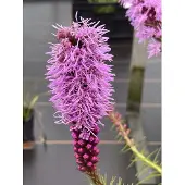 Brandless 6x Lampepoetser - Liatris spicata | 9x9 cm pot