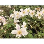 Brandless 6x Anemoon - Anemone 'Dainty Swan' | 9x9 cm pot