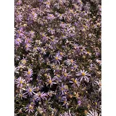 Brandless 6x Aster - Aster pyrenaeus 'Lutetia' | 9x9 cm pot