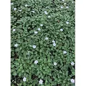 GRDplanten 6x Reigersbek - Erodium x variabile 'Album' | 9x9 cm pot