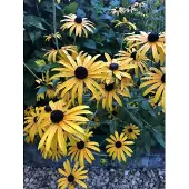 Brandless 6x Zonnehoed - Rudbeckia Fulgida 'Goldsturm ' | 9x9 cm pot