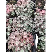 GRDplanten 6x Vetkruid - Sedum spathulifolium 'Purpureum' | 9x9 cm pot