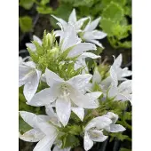 GRDplanten 6 x Campanula poscharskyana, 'E.h. Frost' - Frost-klokkenbloem - pot van 9 x 9 cm