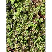 GRDplanten 6x Vetkruid - Sedum Oreganum | 9x9 cm pot