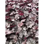 GRDplanten 6x Purperklokje - Heuchera hybr. 'Cascade Dawn' | 9x9 cm pot