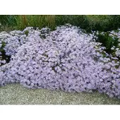 GRDplanten 6x Zomeraster - Kalimeris Incisa 'Blue Star' | 9x9 cm pot