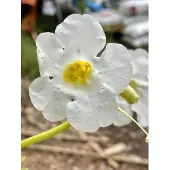 GRDplanten 6x Tuingloxinia - Incarvillea del. 'Snowtop' ( 'alba') | 9x9 cm pot