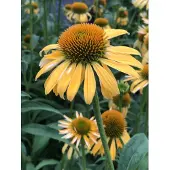 GRDplanten 6x Zonnehoed - Echinacea purp. 'Harvest Moon' | 9x9 cm pot