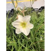 GRDplanten 6x Daglelie - Hemerocallis 'Gentle 'Shepherd' | 9x9 cm pot