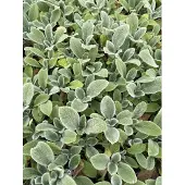GRDplanten 6x Ezelsoor - Stachys byz. 'Silver Carpet' | 9x9 cm pot