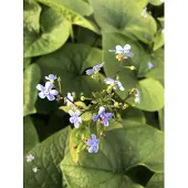 Brandless 6x Kaukasich vergeet-mij-nietje - Brunnera sibirica | 9x9 cm pot