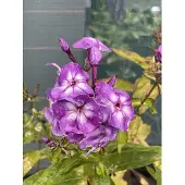 GRDplanten 6x Vlambloem - Phlox (p) 'Laura' | 9x9 cm pot