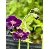 GRDplanten 6x Ooievaarsbek - Geranium phaeum 'Raven' | 9x9 cm pot