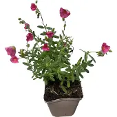 GRDplanten 6x Zonneroosje - Helianthemum hybr. 'Ben Hope' | 9x9 cm pot