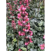 GRDplanten 6x Purperklokje - Heuchera hybr. 'Paris' | 9x9 cm pot