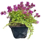 GRDplanten 6x Tijm - Thymus praecox 'Coccineus' | 9x9 cm pot