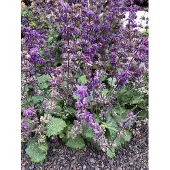 GRDplanten 6x Kranssalie - Salvia Verticillata 'Purple Rain' | 9x9 cm pot