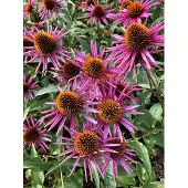 GRDplanten 6x Zonnehoed - Echinacea purpurea 'Pica Bella' | 9x9 cm pot