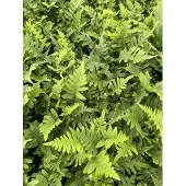 GRDplanten 6x Gewone Eikvaren - Polypodium vulgare | 9x9 cm pot