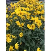 GRDplanten 6x Zonnebloem - Helianthus atrorubens | 9x9 cm pot