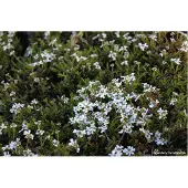 GRDplanten 6x Scheefkelk - Iberis Sempervirens 'Weisser Zwerg' | 9x9 cm pot