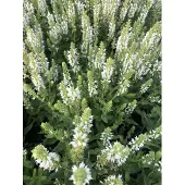GRDplanten 6x Kranssalie - Salvia nem. Sensation White' | 9x9 cm pot
