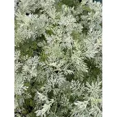 GRDplanten 6x Alsem, Bijvoet - Artemisia 'Powis Castle' | 9x9 cm pot