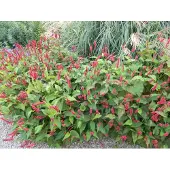 GRDplanten 6 x *Persicaria amplexicaulis* 'Lisan' - Kaarsknöterich - Pot van 9x9 cm