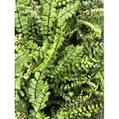 GRDplanten 6x Steenbreekvaren - Asplenium Trichomanes | 9x9 cm pot