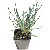 GRDplanten 6x Steenanjer - Dianthus delt. Flashing Light' ('leuchtfunk') | 9x9 cm pot