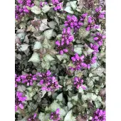 GRDplanten 6x Dovenetel - Lamium maculatum 'Purple Dragon' | 9x9 cm pot