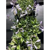 GRDplanten 3x Hartlelie, Funkia - - Hosta hybr. 'Patriot' | 9x9 cm pot