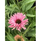 GRDplanten 6 x Echinacea purpurea 'Sunseekers Salmon' - Zonnehoed - Pot van 9x9 cm