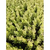 GRDplanten 6x Vetkruid, Hemelsleutel - Sedum Spect. 'Brillant' | 9x9 cm pot