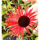 GRDplanten 6 x Echinacea purpurea 'Hot Lava' - Zonnehoed - Pot van 9x9 cm