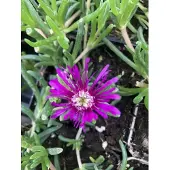 Brandless 6x Middagbloempje - Delosperma cooperi | 9x9 cm pot