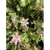 GRDplanten 3x Paddenlelie, armeluisorchidee - Tricyrtis hirta 'Tojen' | 9x9 cm pot