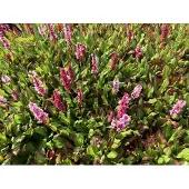 GRDplanten 6x Duizendknoop - Persicaria aff. 'Kabouter' | 9x9 cm pot