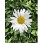 GRDplanten 6x Margriet - Leucanthemum (s) 'Brightside' | 9x9 cm pot